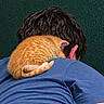 Maple joined the competition — help win amazing prizes! cat, orange_cat, furry, pet, animal, person, shoulder, back, blue_shirt, hair, ear, licking, affectionate, funny, close_up, portrait, outdoor, green_background, companionship, adorable