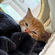 Maple is registered to the contest to win money with this photo: cat, kitten, orange_and_white, sleeping, lying_down, face, eyes, whiskers, nose, ears, fur, blanket, black_blanket, cozy, indoors, window, sunlight, bed, close_up, relaxed