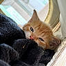 cat, kitten, orange_and_white, sleeping, lying_down, face, eyes, whiskers, nose, ears, fur, blanket, black_blanket, cozy, indoors, window, sunlight, bed, close_up, relaxed
