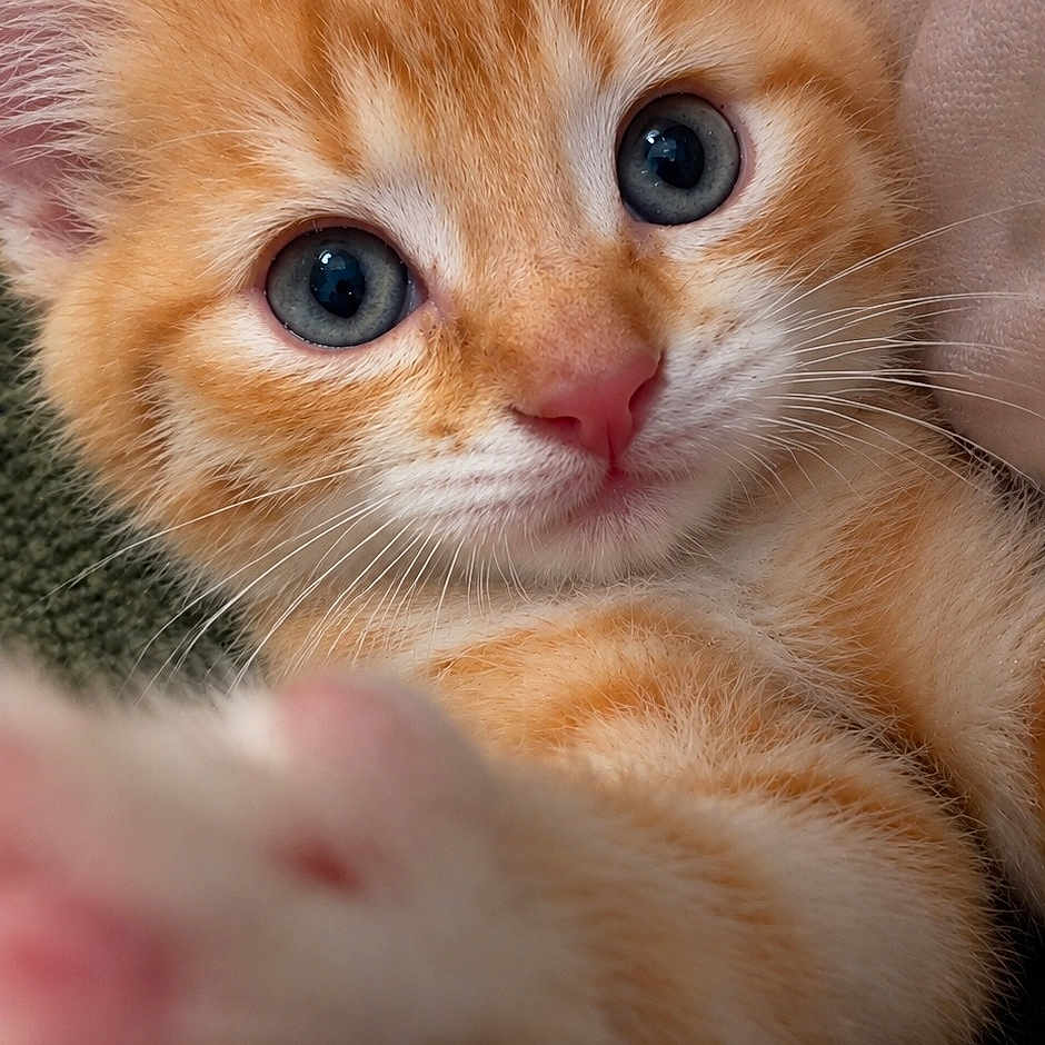 Maple