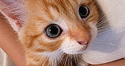 Maple is registered to the contest to win money with this photo: cat, kitten, orange_tabby, pet, animal, feline, fluffy, cute, adorable, big_eyes, blue_eyes, white_paw, whiskers, striped_fur, portrait, close_up, being_held, human_arm, indoor, cozy