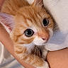 cat, kitten, orange_tabby, pet, animal, feline, fluffy, cute, adorable, big_eyes, blue_eyes, white_paw, whiskers, striped_fur, portrait, close_up, being_held, human_arm, indoor, cozy
