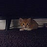 Maple is registered to the contest to win money with this photo: cat, kitten, orange_cat, animal, pet, feline, lying_down, peeking, wide_eyes, indoors, under_table, dark, low_light, grainy, floor, furniture, wood, carpet, portrait, cute