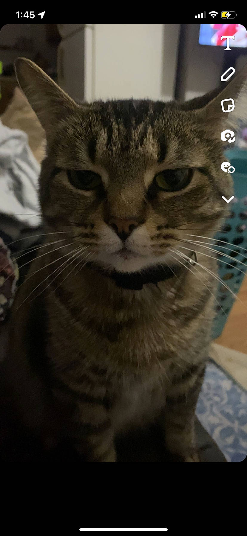 Mocha Coconut is registered to the contest to win money with this photo: carnivore, cat, domestic_short_haired_cat, door, felidae, fur, paw, photo_caption, small_to_medium_sized_cats, snout, terrestrial_animal, whiskers, wildlife, window