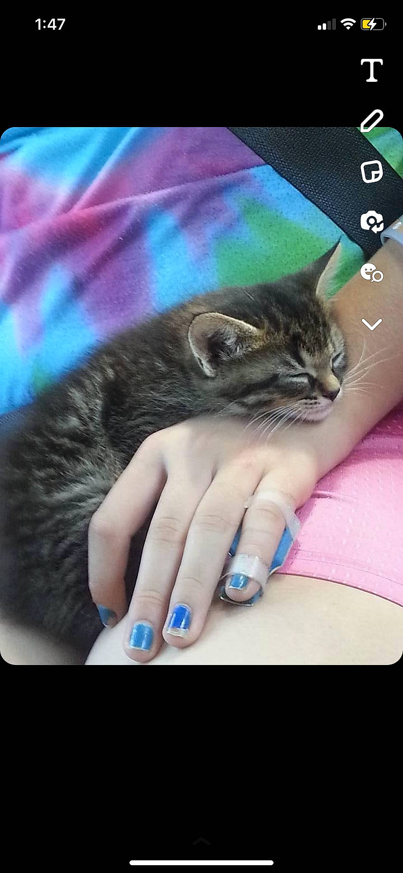 Mocha Coconut joined the competition — help win amazing prizes! carnivore, cat, domestic_short_haired_cat, electric_blue, fashion_accessory, felidae, finger, font, fur, gesture, human_leg, lap, magenta, nail, nail_care, small_to_medium_sized_cats, thigh, thumb, whiskers, wrist