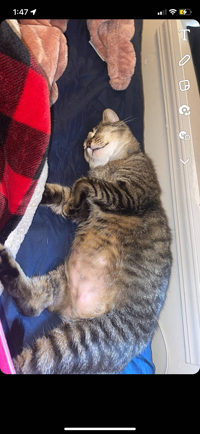 Mocha Coconut is registered to the contest to win money with this photo: carnivore, cat, comfort, domestic_short_haired_cat, felidae, fur, lap, paw, small_to_medium_sized_cats, snout, tail, whiskers