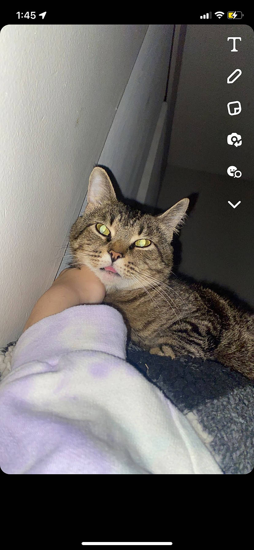 Mocha Coconut is registered to the contest to win money with this photo: bed, carnivore, cat, claw, comfort, domestic_short_haired_cat, felidae, fur, grey, paw, sitting, small_to_medium_sized_cats, snout, whiskers