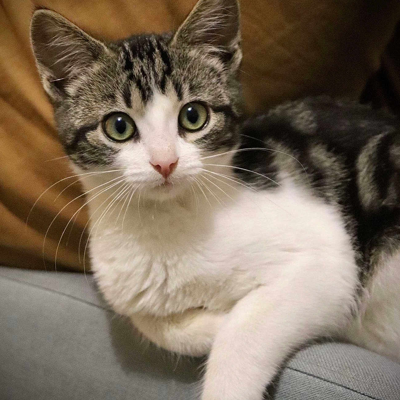 Mazekeen participe au concours pour gagner de l'argent avec cette photo : abyssinian, angora, animal, armchair, blanket, cat, chair, couch, cushion, egyptiancat, furniture, homedecor, indoors, kitten, manx, person, pet, sleeping