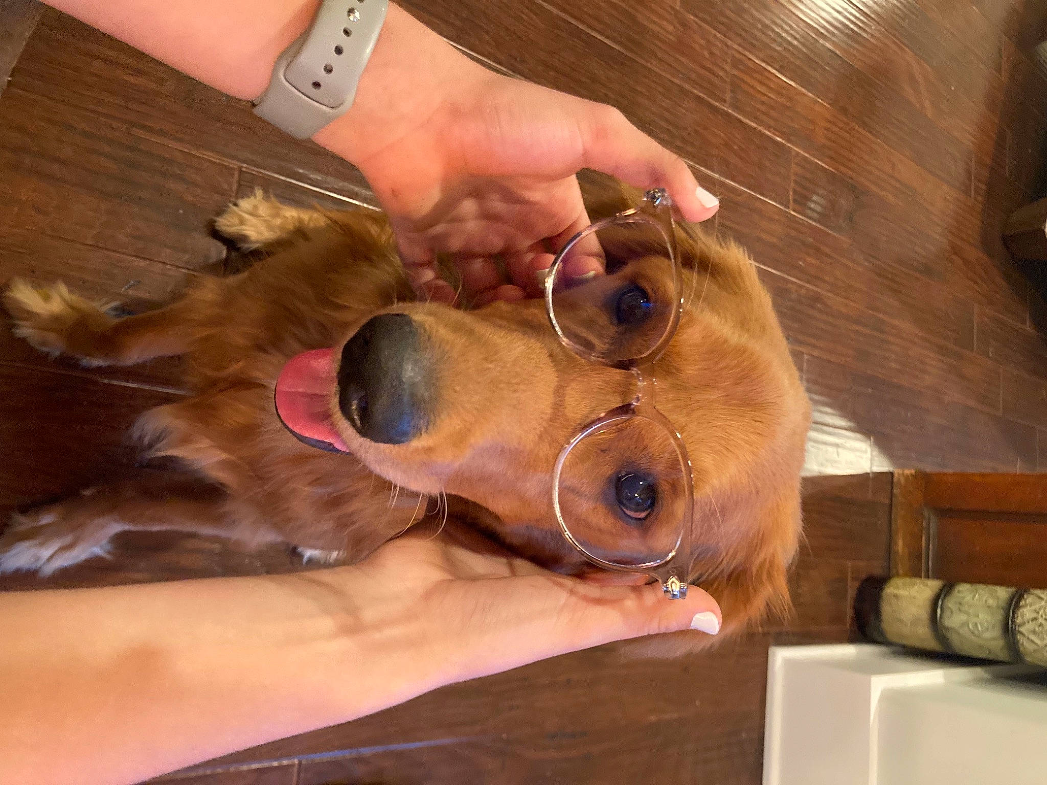 Chaco is registered to the contest to win money with this photo: art, carnivore, companion_dog, dog_breed, eyewear, fawn, gesture, glasses, hand, liver, nail, snout, sporting_group, sunglasses, vision_care, whiskers, wood, working_animal, wrinkle, wrist