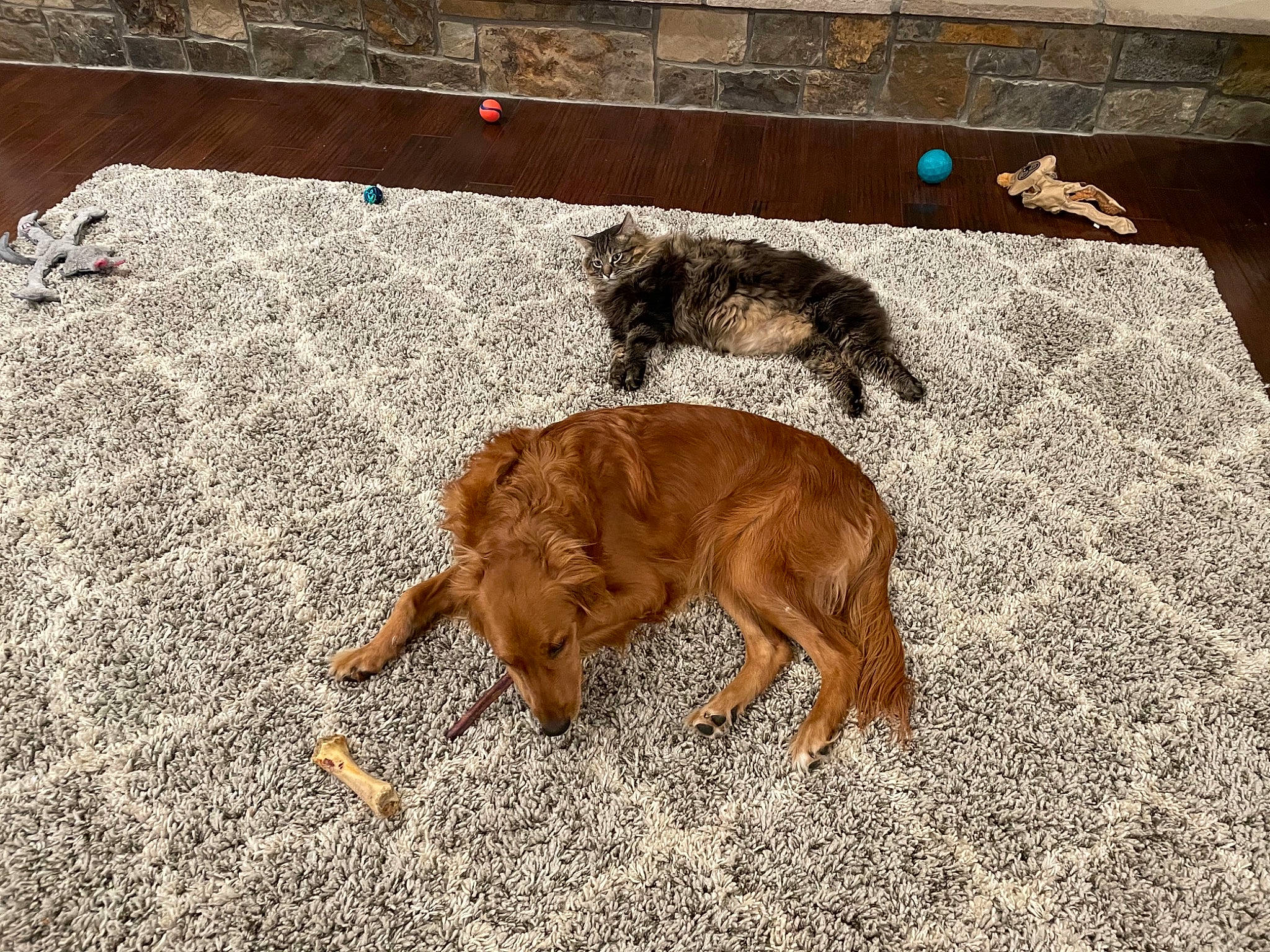 Chaco joined the competition — help win amazing prizes! asphalt, brown, carnivore, companion_dog, concrete, dog, dog_breed, fawn, floor, flooring, hardwood, liver, road_surface, shadow, soil, sporting_group, tail, terrestrial_animal, wood, working_animal