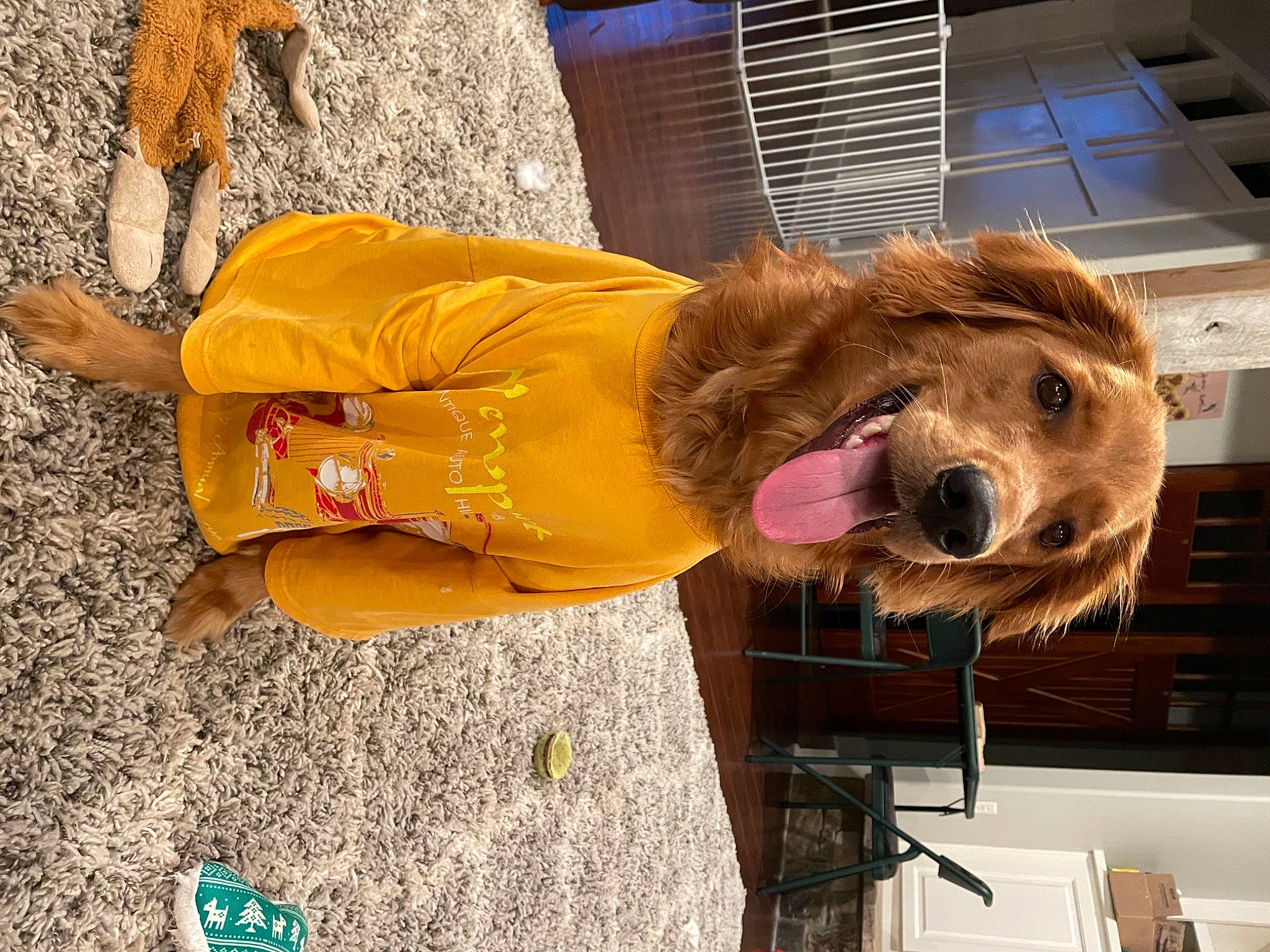 Chaco joined the competition — help win amazing prizes! bear, carnivore, companion_dog, dog, dog_breed, dog_clothes, dog_supply, event, eyewear, fashion_accessory, fun, fur, fur_clothing, hat, leash, selfie, snout, street_fashion, toy, working_animal