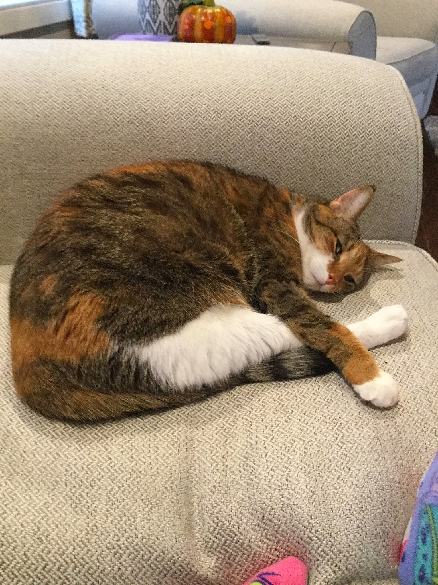 Nutmeg joined the competition — help win amazing prizes! bed, carnivore, cat, comfort, domestic_short_haired_cat, ear, european_shorthair, felidae, fur, furniture, kitten, nap, paw, room, sleep, small_to_medium_sized_cats, tabby_cat, tail, whiskers