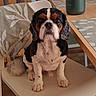 Snoopy a rejoint le concours — aidez-le/la à gagner de superbes lots ! dog, cavalier_king_charles_spaniel, pet, portrait, sitting, indoors, chair, dining_room, table, wooden_furniture, floppy_ears, tricolor, black_and_white, brown_markings, long_fur, serious_expression, front_facing, household, animal, photography