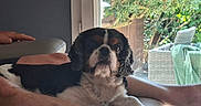 Snoopy a rejoint le concours — aidez-le/la à gagner de superbes lots ! dog, cavalier_king_charles_spaniel, pet, animal, portrait, sitting, lying_down, black_and_white, brown_markings, fluffy, long_hair, face, eyes, ears, paws, lap, person, chair, window, garden