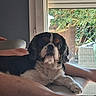 dog, cavalier_king_charles_spaniel, pet, animal, portrait, sitting, lying_down, black_and_white, brown_markings, fluffy, long_hair, face, eyes, ears, paws, lap, person, chair, window, garden