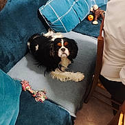 Snoopy a rejoint le concours — aidez-le/la à gagner de superbes lots ! dog, pet, cavalier_king_charles_spaniel, black_and_white, long_hair, brown_markings, face, eyes, ears, lying_down, blanket, couch, pillow, toy, rope_toy, ball, remote_control, indoor, living_room, portrait