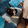 dog, pet, cavalier_king_charles_spaniel, black_and_white, long_hair, brown_markings, face, eyes, ears, lying_down, blanket, couch, pillow, toy, rope_toy, ball, remote_control, indoor, living_room, portrait
