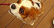 Ursula a rejoint le concours — aidez-le/la à gagner de superbes lots ! dog, cavalier_king_charles_spaniel, pet, puppy, white_and_brown, fluffy, long_ears, curly_tail, wide_eyes, looking_up, leash, harness, wooden_deck, outdoor, standing, small_dog, companion_animal, adorable, portrait, water_bowl