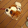 dog, cavalier_king_charles_spaniel, pet, puppy, white_and_brown, fluffy, long_ears, curly_tail, wide_eyes, looking_up, leash, harness, wooden_deck, outdoor, standing, small_dog, companion_animal, adorable, portrait, water_bowl
