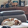 dog, dogs, cavalier_king_charles_spaniel, pet, sleeping, lying_down, sitting, curly_fur, brown_and_white, black_white_and_tan, long_ears, indoor, living_room, armchair, furniture, wooden_sideboard, houseplant, home_decor, relaxed, portrait