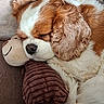 dog, sleeping, puppy, brown_and_white, fluffy, long_hair, closed_eyes, black_nose, pet, plush_toy, stuffed_animal, blanket, couch, cozy, indoors, resting, curled_up, cute, portrait, nap