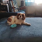 Ursula a rejoint le concours — aidez-le/la à gagner de superbes lots ! dog, cavalier_king_charles_spaniel, pet, canine, brown_and_white, long_ears, fluffy, lying_down, sofa, couch, blue_furniture, dog_toy, donut_toy, indoor, living_room, home_office, window, sunlight, portrait, relaxed