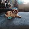 dog, cavalier_king_charles_spaniel, pet, canine, brown_and_white, long_ears, fluffy, lying_down, sofa, couch, blue_furniture, dog_toy, donut_toy, indoor, living_room, home_office, window, sunlight, portrait, relaxed
