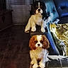 dog, dogs, cavalier_king_charles_spaniel, puppy, toy_dog, black_white_brown, sitting, standing, portrait, indoor, living_room, leather_chair, furniture, blanket, shiny_fabric, home, pet, floppy_ears, long_fur, full_body
