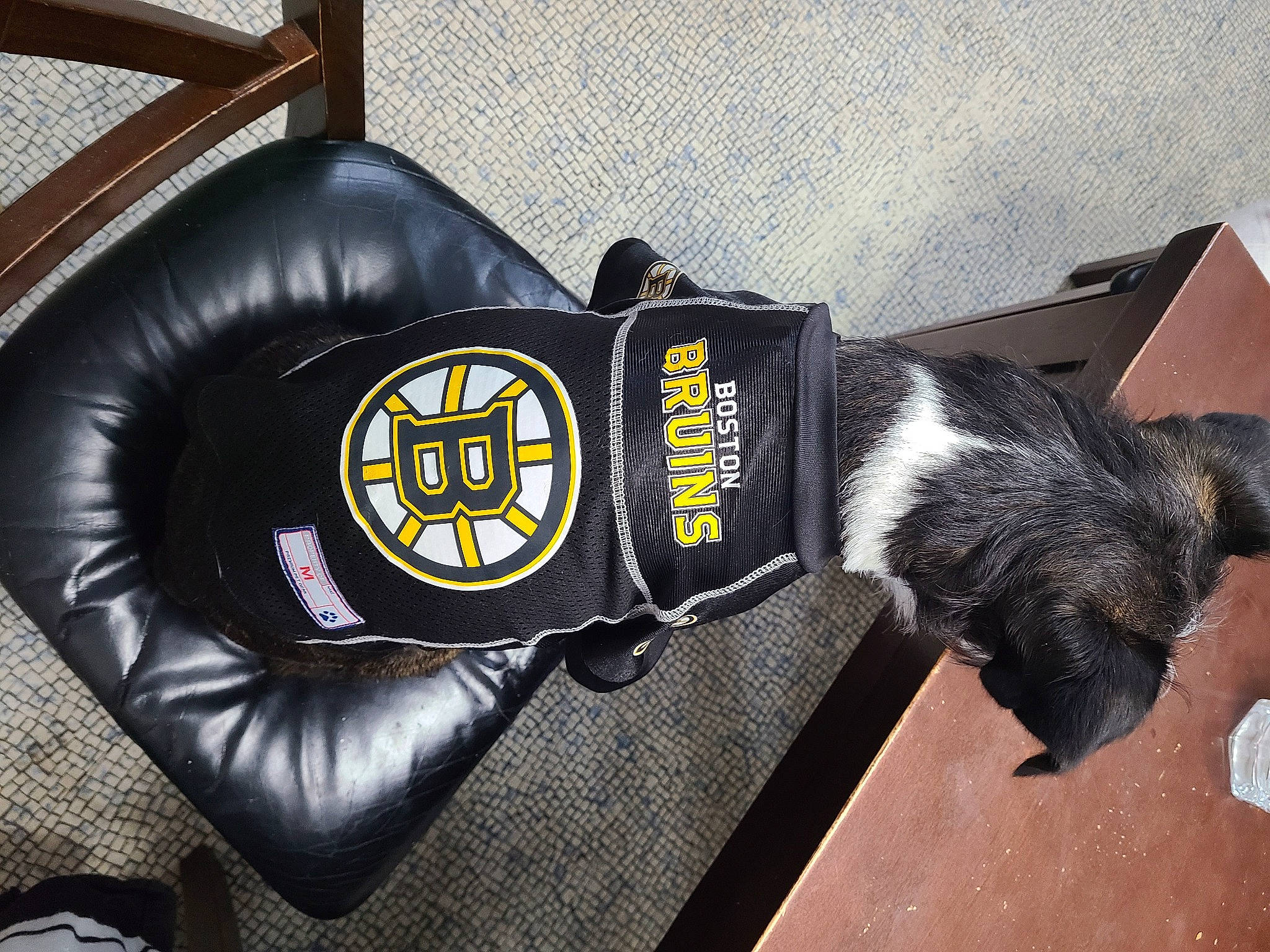 Mayzie is registered to the contest to win money with this photo: carmine, carnivore, collar, companion_dog, dog_breed, dog_collar, emblem, fur, logo, sleeve, tail, working_animal