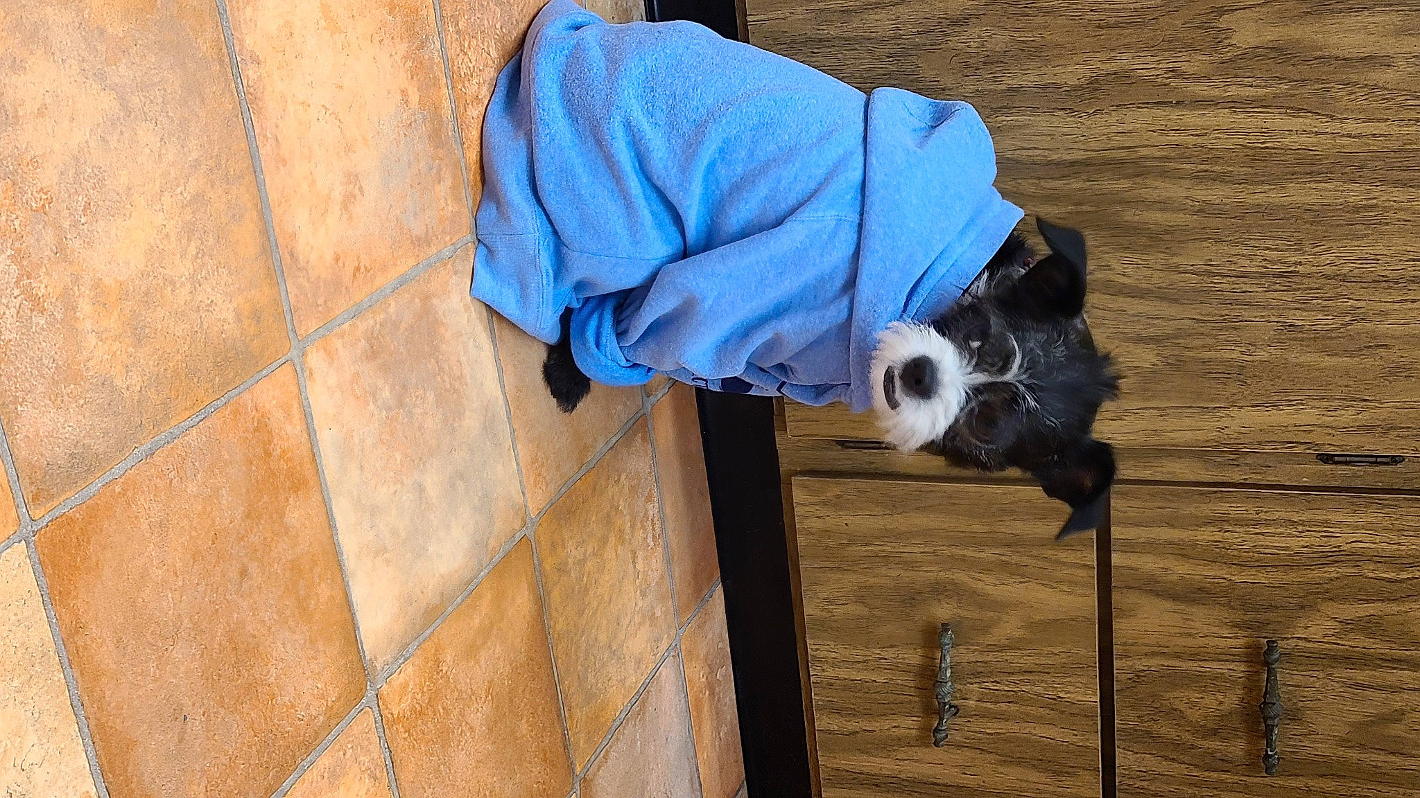 Mayzie joined the competition — help win amazing prizes! carmine, carnivore, companion_dog, composite_material, concrete, dog, dog_breed, dog_supply, electric_blue, floor, flooring, hardwood, human_leg, pet_supply, road_surface, shadow, sidewalk, tints_and_shades, water, wood