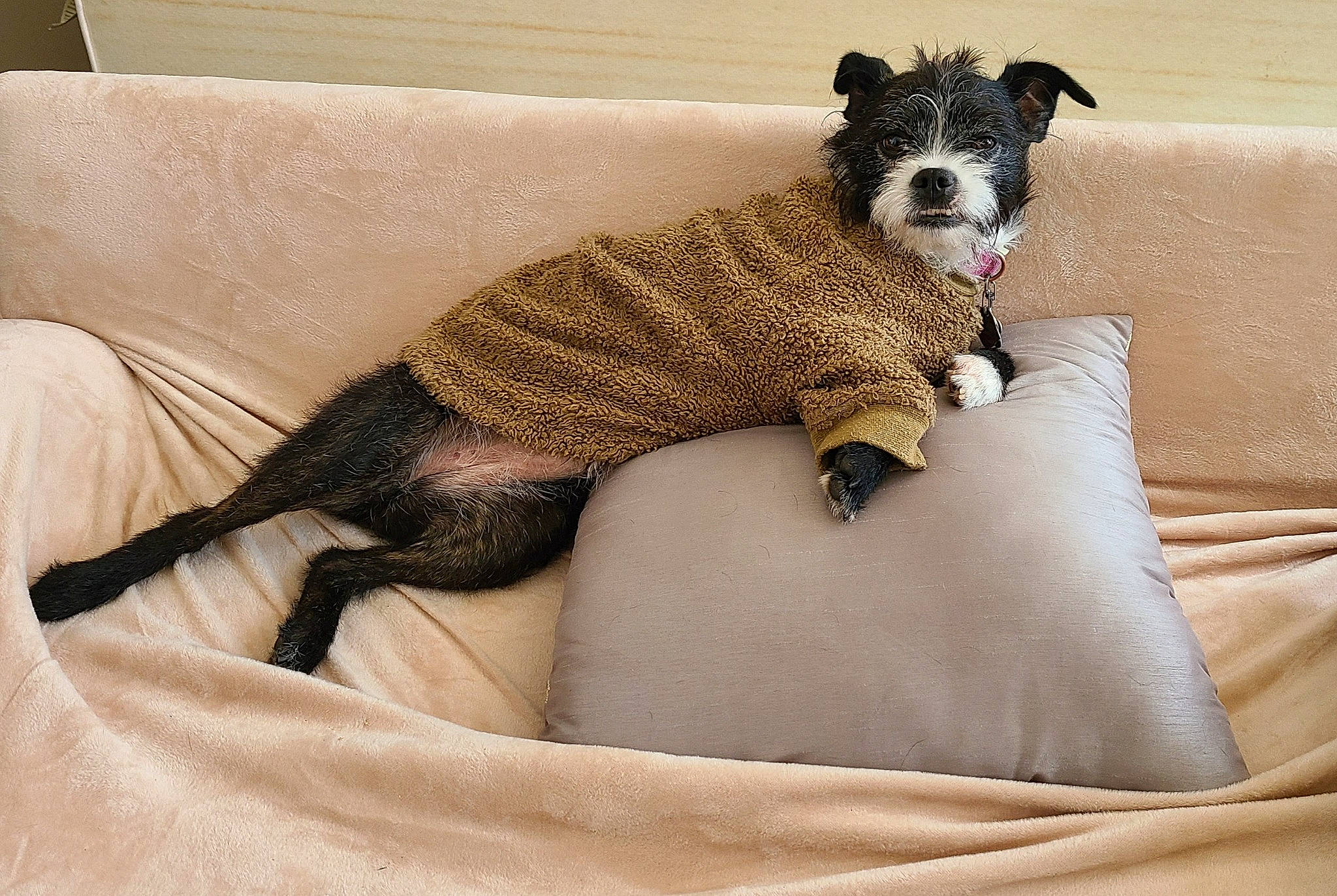 Mayzie is registered to the contest to win money with this photo: canidae, carnivore, comfort, companion_dog, couch, dog, dog_breed, dog_clothes, dog_supply, fawn, fur, linens, paw, pet_supply, rectangle, snout, sporting_group, terrestrial_animal, toy_dog, working_animal