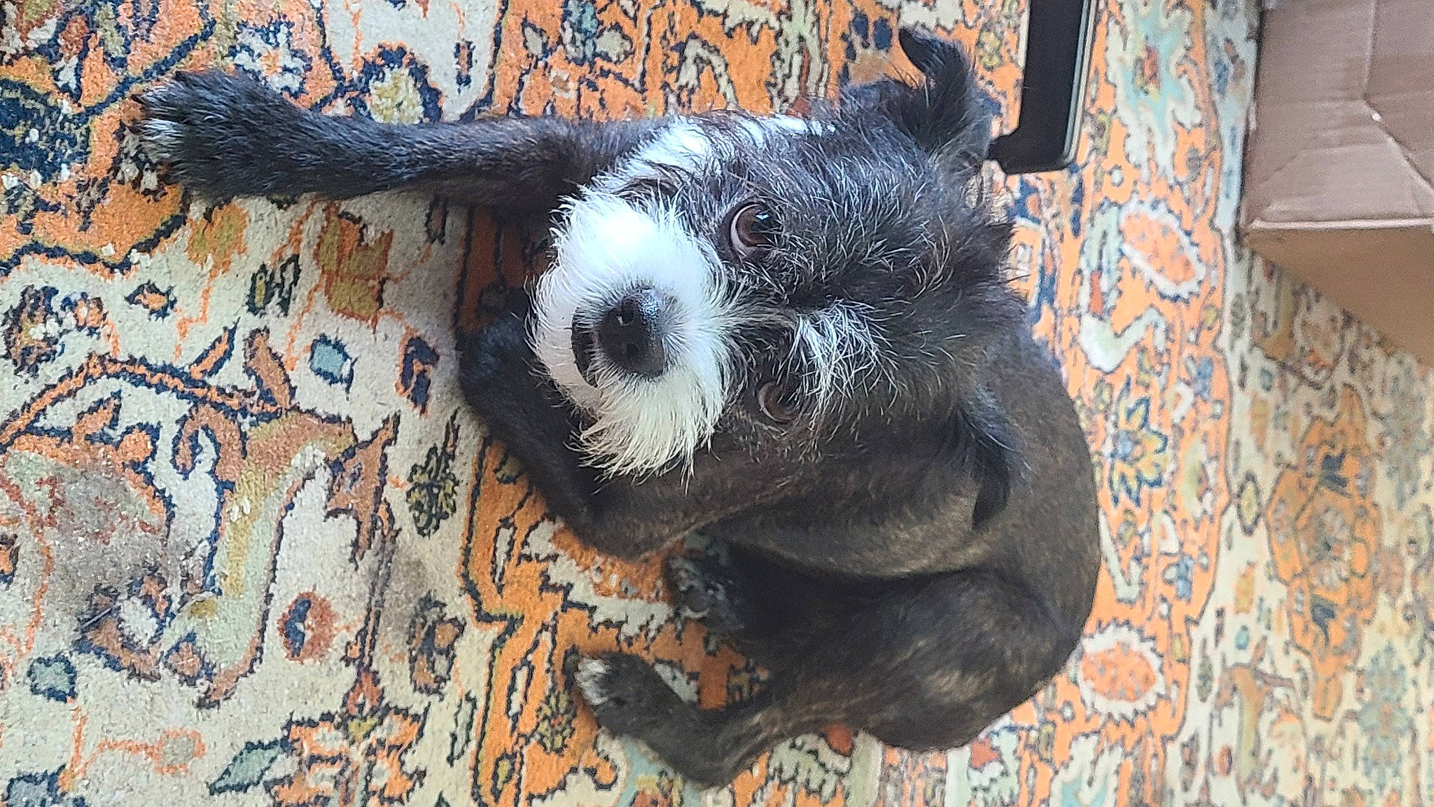 Mayzie joined the competition — help win amazing prizes! art, canidae, dog_breed, fawn, fur, graffiti, livestock, pattern, peccary, plush, snout, stuffed_toy, terrestrial_animal, toy, visual_arts, whiskers, wildlife, wood, wool, working_animal