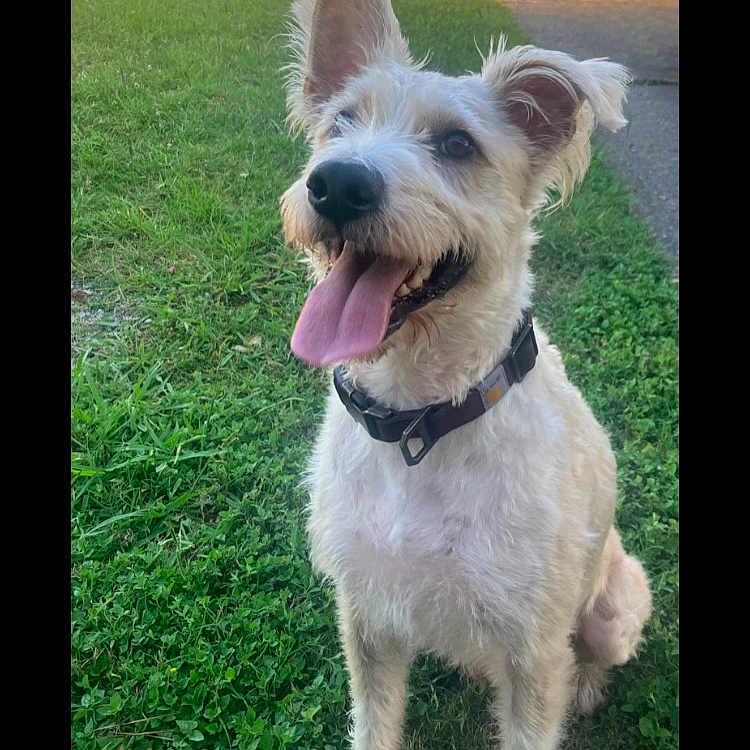 Bruno is registered to the contest to win money with this photo: accessories, animal, ball, canine, dog, football, grass, lawn, nature, outdoors, pet, plant, puppy, soccer, sport, strap, tennis, tennisball, terrier, whitedog