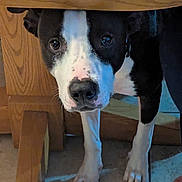 Howard is registered to the contest to win money with this photo: animal, black_and_white, canine, close_up, curious, dog, domestic, ears, floor, foot, household, indoor, legs, looking, paw, pets, shadow, table, tile, wood