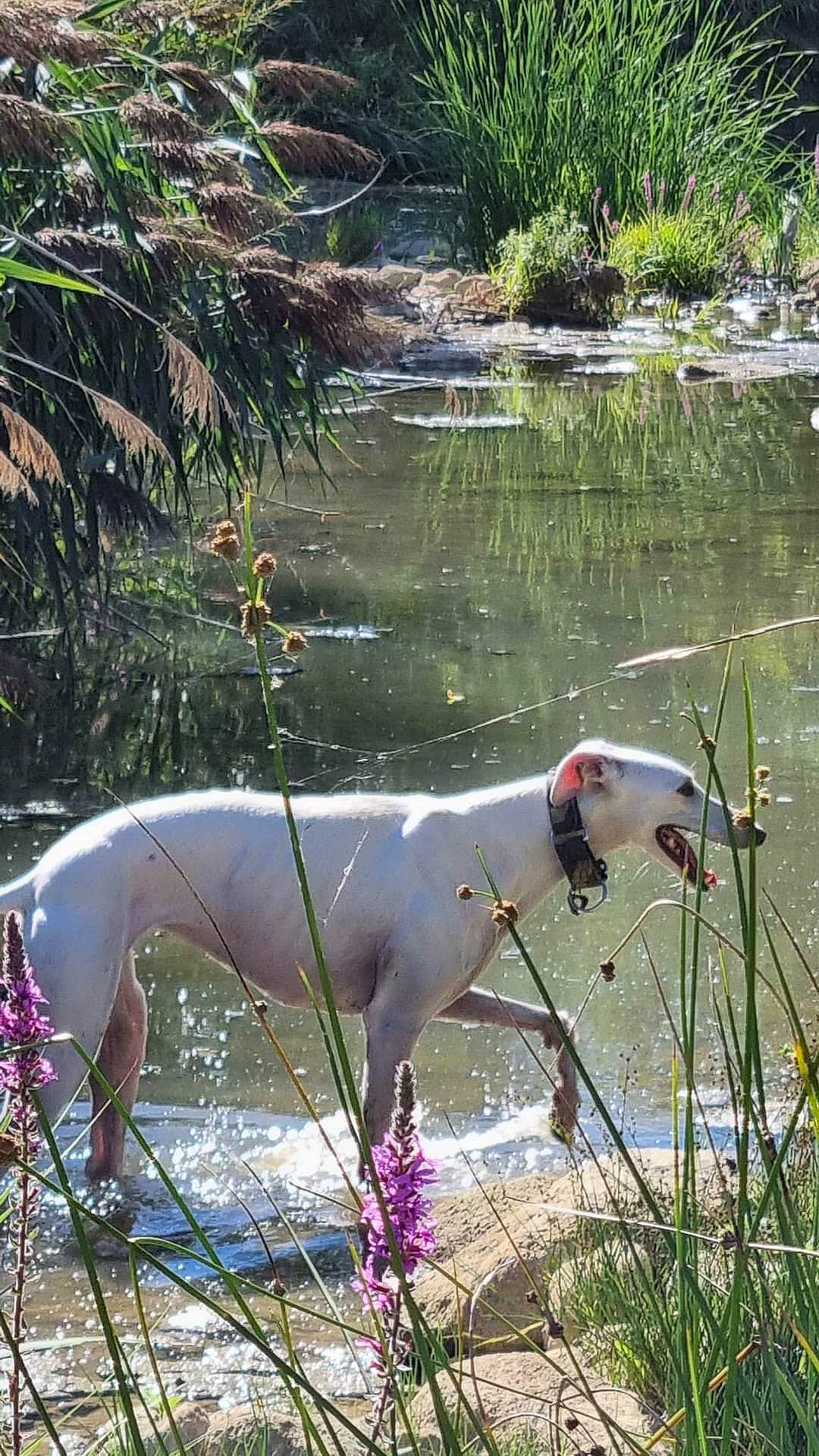 Seana participe au concours pour gagner de l'argent avec cette photo : carnivore, collar, companion_dog, dog, dog_breed, dog_collar, fawn, fluvial_landforms_of_streams, grass, grass_family, gun_dog, lake, leash, natural_landscape, plant, sporting_group, tail, water, wildlife, working_animal