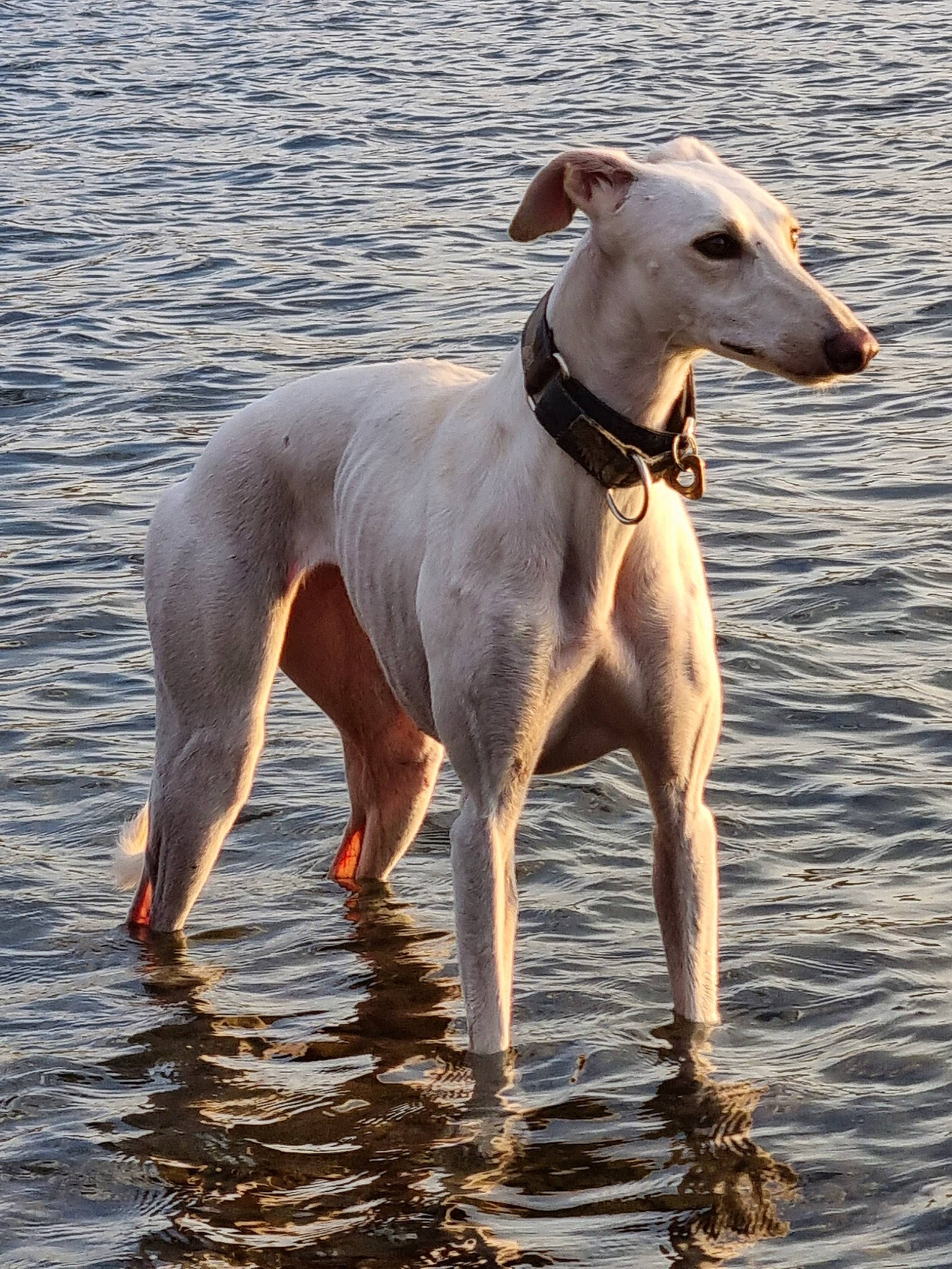 Seana participe au concours pour gagner de l'argent avec cette photo : carnivore, collar, companion_dog, dog, dog_breed, dog_supply, fawn, hortaya_borzaya, hunting_dog, lake, liquid, magyar_agar, mudhol_hound, rampur_greyhound, sighthound, sporting_group, tail, terrestrial_animal, water, working_animal