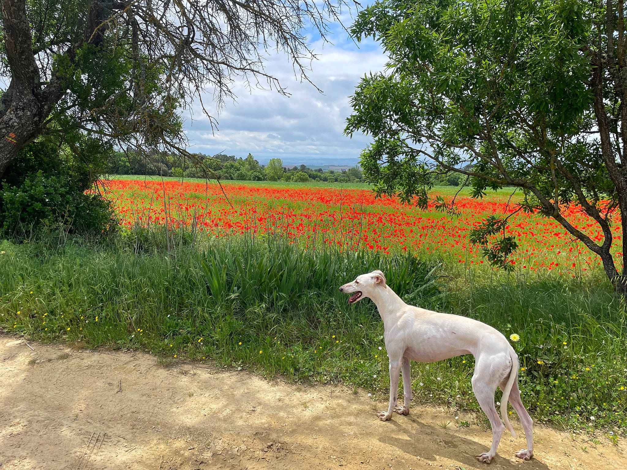 Seana a rejoint le concours — aidez-le/la à gagner de superbes lots ! carnivore, cloud, companion_dog, dog, dog_breed, fawn, flower, grass, grassland, landscape, meadow, natural_landscape, pasture, plant, prairie, sky, sporting_group, tail, tree, working_animal