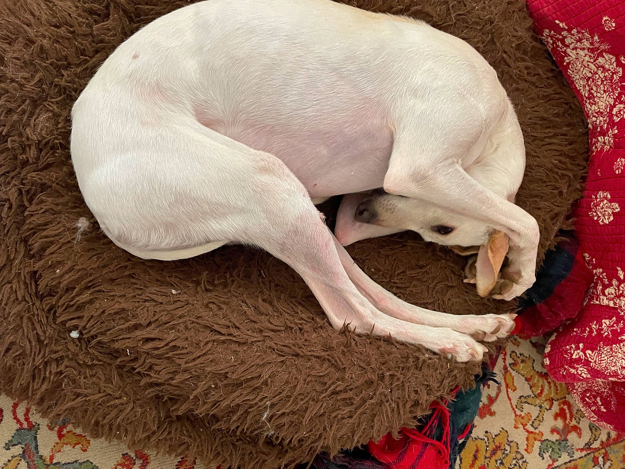 Seana a rejoint le concours — aidez-le/la à gagner de superbes lots ! canidae, carnivore, cat_supply, comfort, companion_dog, dog, dog_breed, dog_supply, fawn, felidae, fur, hat, linens, liver, pet_supply, snout, sporting_group, tail, terrestrial_animal, working_animal