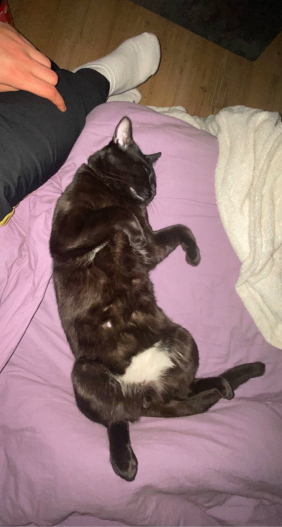 Bagherra a rejoint le concours — aidez-le/la à gagner de superbes lots ! bed, black_cat, canidae, carnivore, cat, claw, comfort, couch, domestic_short_haired_cat, felidae, fur, linens, nap, room, sitting, small_to_medium_sized_cats, tail, terrestrial_animal, whiskers