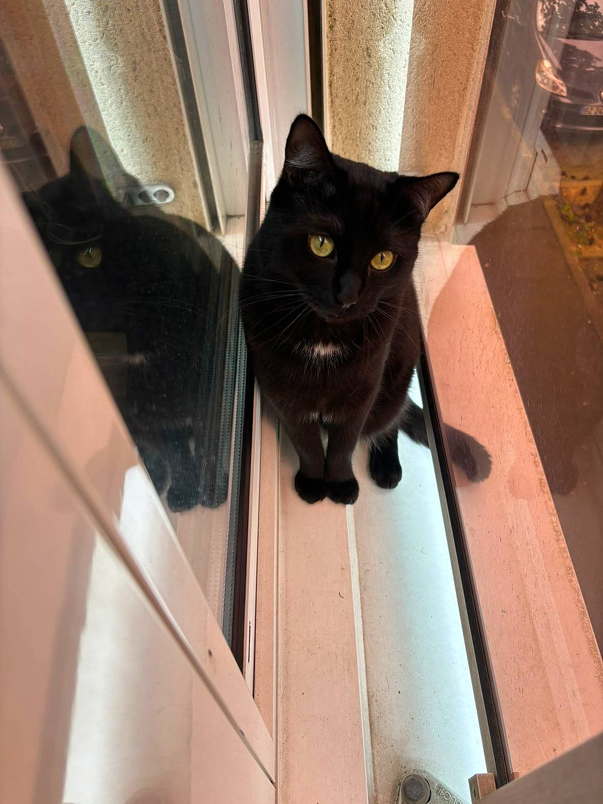 Bagherra participe au concours pour gagner de l'argent avec cette photo : black_cat, bombay, carnivore, cat, domestic_short_haired_cat, felidae, fixture, flooring, fur, hardwood, room, small_to_medium_sized_cats, snout, tail, terrestrial_animal, whiskers, wood