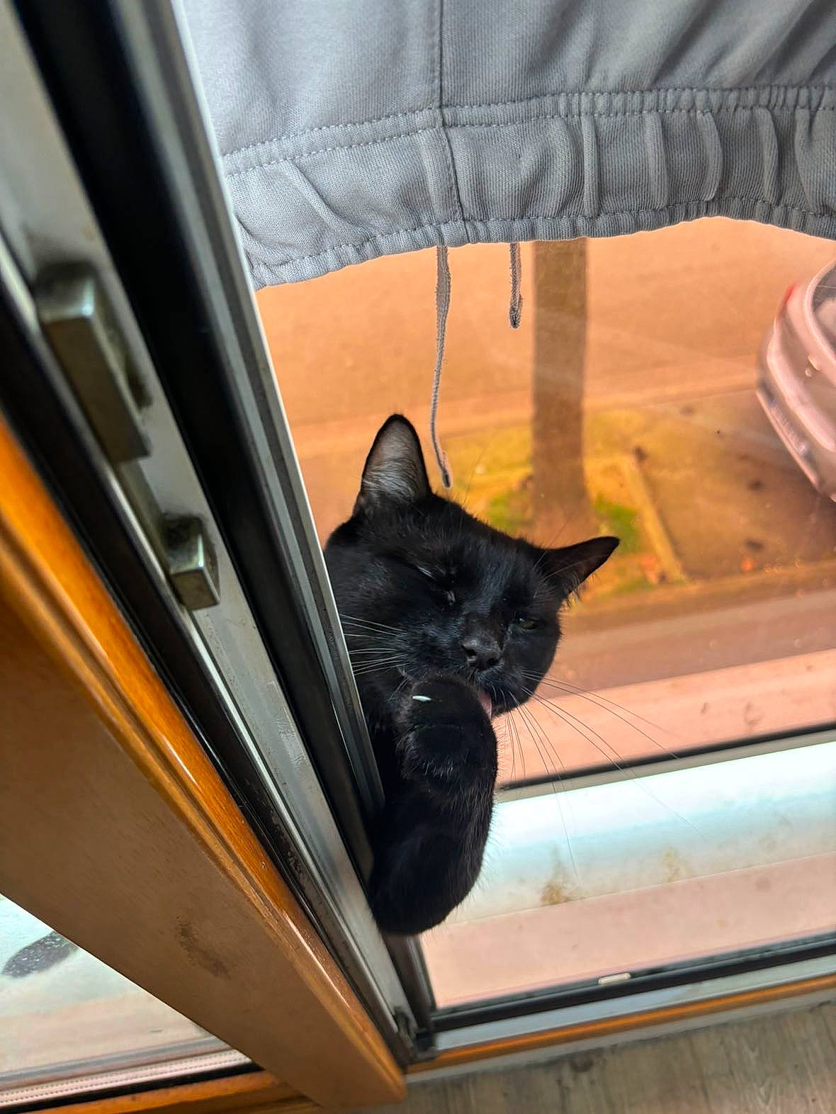 Bagherra participe au concours pour gagner de l'argent avec cette photo : auto_part, automotive_exterior, automotive_tire, black_cat, carnivore, cat, comfort, domestic_short_haired_cat, felidae, fur, human_leg, motor_vehicle, small_to_medium_sized_cats, tail, tints_and_shades, vehicle_door, whiskers, window, windshield, wood