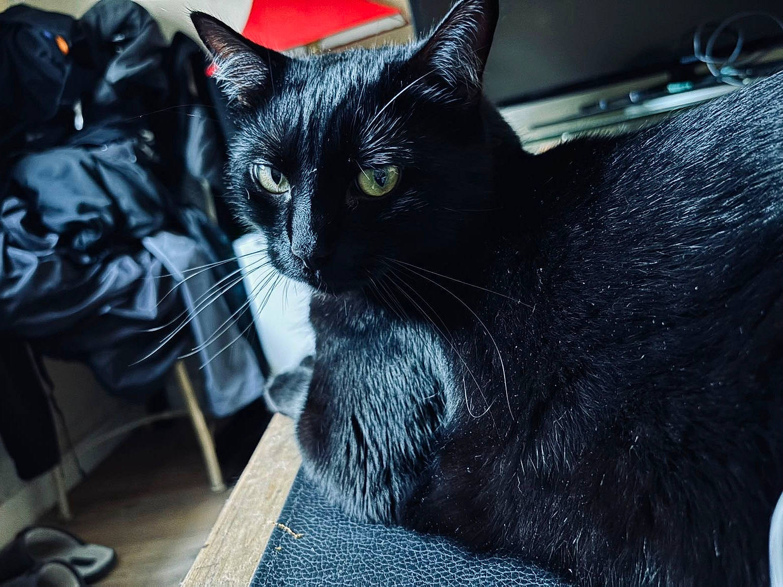 Bagherra participe au concours pour gagner de l'argent avec cette photo : black_cat, bombay, carnivore, cat, comfort, domestic_short_haired_cat, eye, felidae, fur, grey, monochrome_photography, sitting, small_to_medium_sized_cats, snout, tree, whiskers