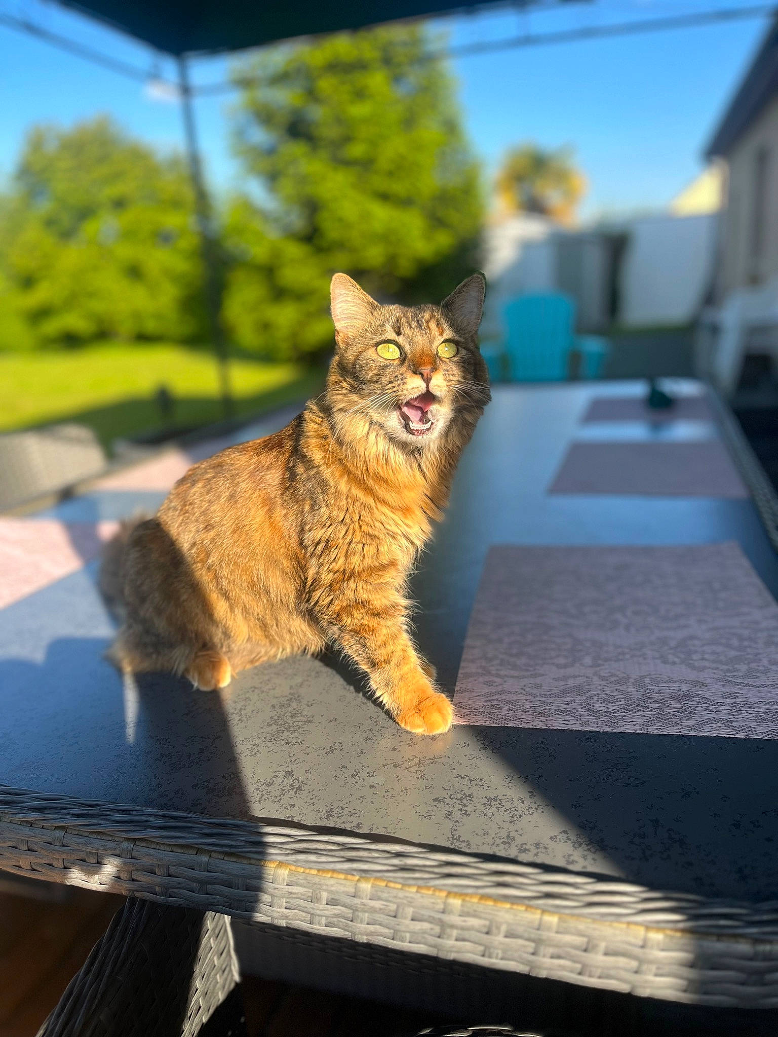 Gaia a rejoint le concours — aidez-le/la à gagner de superbes lots ! asphalt, carnivore, cat, domestic_short_haired_cat, fawn, felidae, fur, grass, plant, road, road_surface, sitting, sky, small_to_medium_sized_cats, snout, street, tail, tree, whiskers, wood