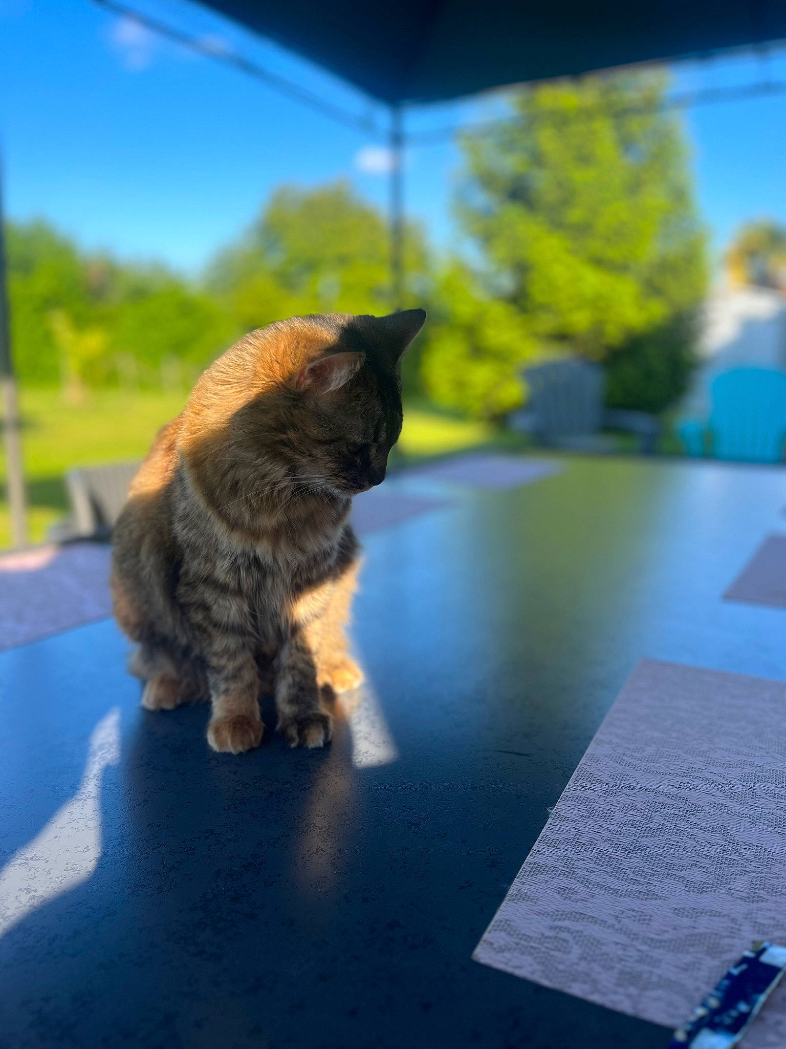 Gaia participe au concours pour gagner de l'argent avec cette photo : canidae, carnivore, cat, companion_dog, dog_breed, fawn, felidae, flooring, fur, grass, sky, small_to_medium_sized_cats, snout, sporting_group, tail, terrier, toy_dog, water_dog, whiskers, window