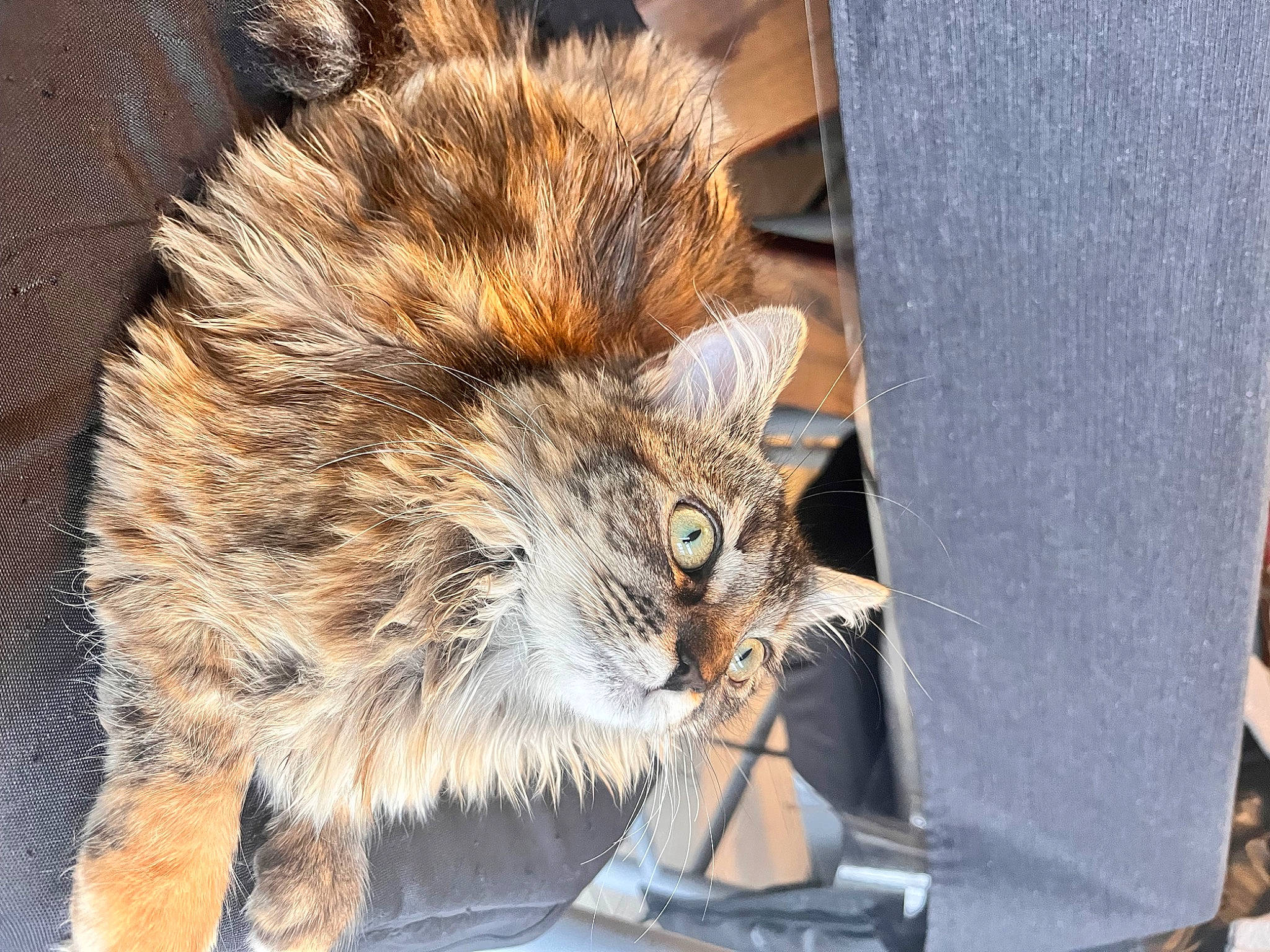 Gaia a rejoint le concours — aidez-le/la à gagner de superbes lots ! british_longhair, carnivore, cat, claw, domestic_short_haired_cat, fawn, felidae, fur, natural_material, paw, small_to_medium_sized_cats, snout, tail, terrestrial_animal, whiskers, wildlife, wood