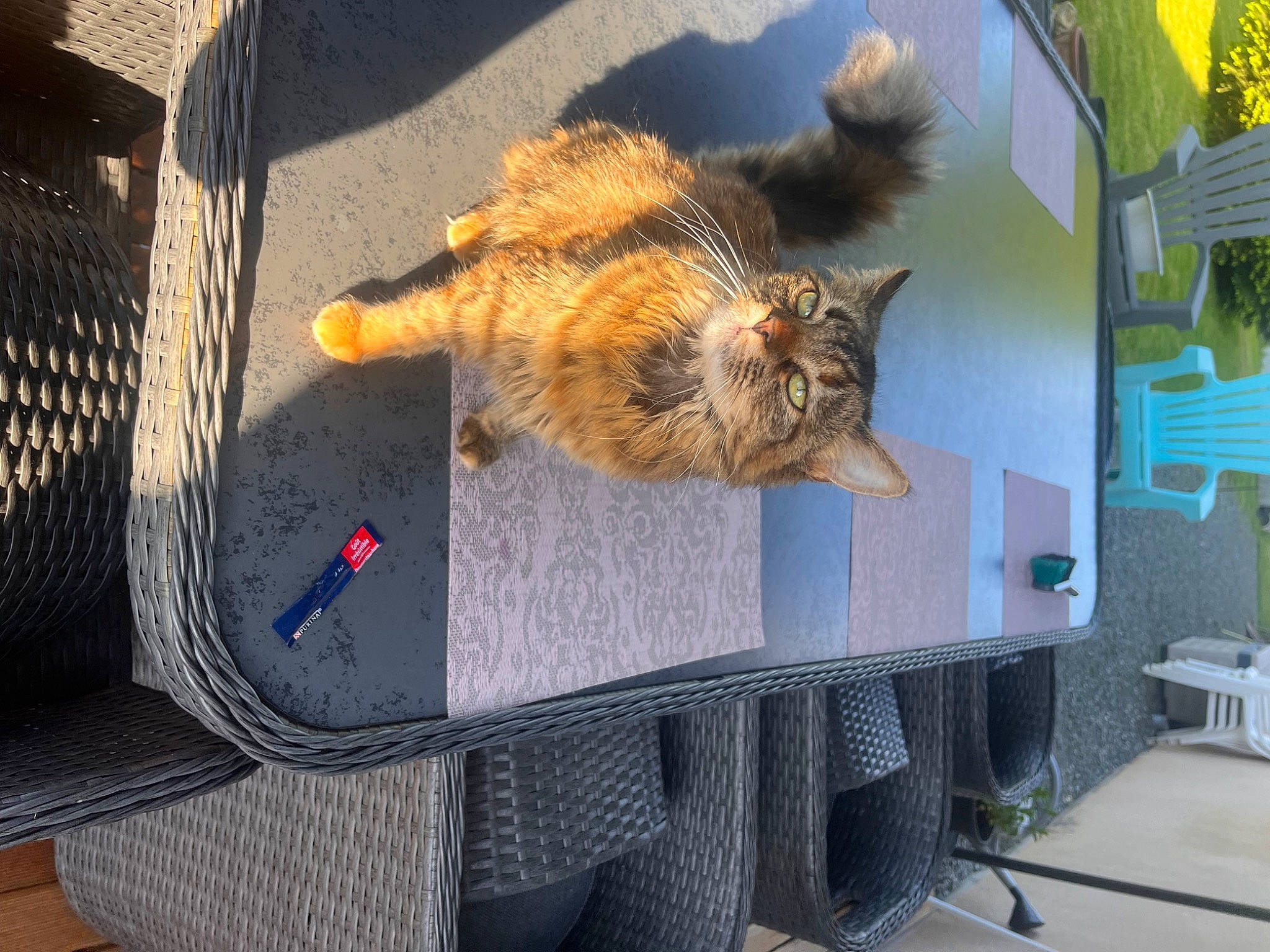 Gaia participe au concours pour gagner de l'argent avec cette photo : animal_shelter, art, carnivore, cat, claw, desk, domestic_short_haired_cat, fawn, felidae, fur, grass, plant, sitting, small_to_medium_sized_cats, table, tail, tree, whiskers, window, wood