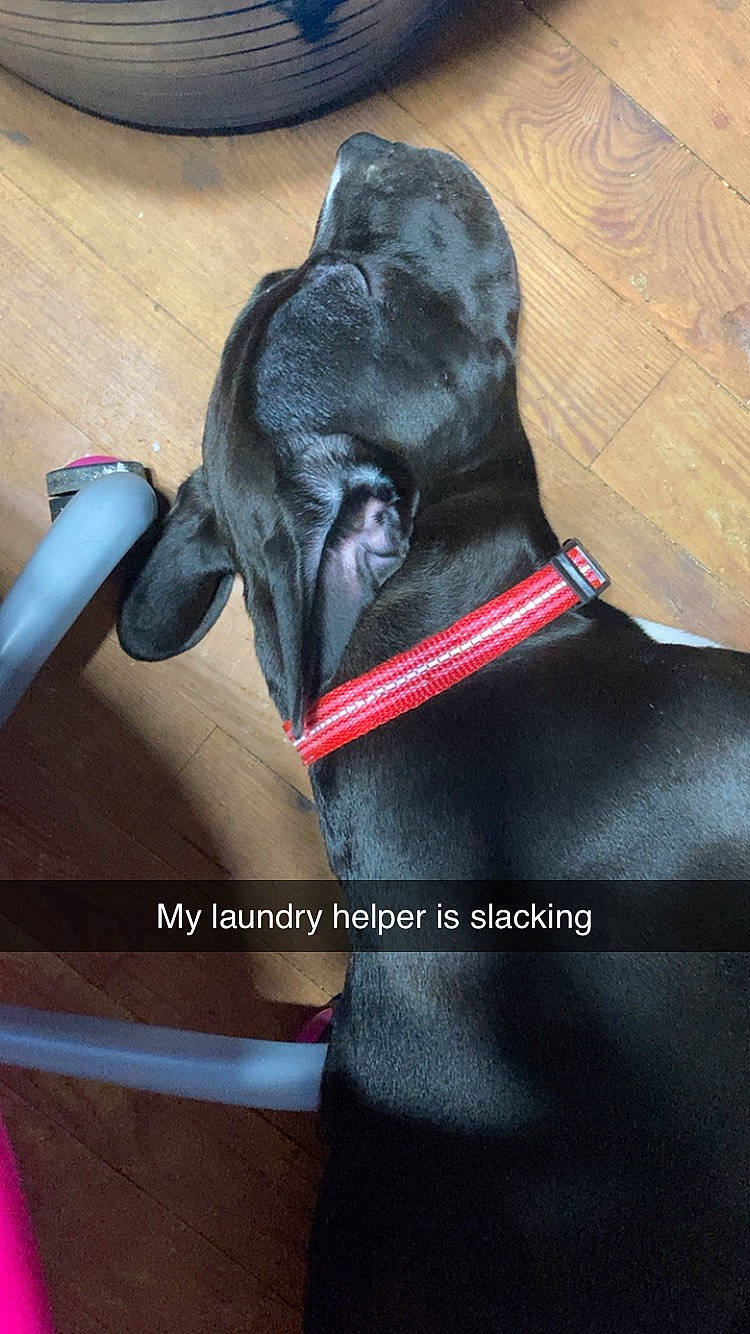 Zeus is registered to the contest to win money with this photo: armrest, canidae, carmine, carnivore, collar, comfort, companion_dog, dog, dog_breed, dog_collar, dog_supply, fashion_accessory, human_leg, liver, personal_protective_equipment, pet_supply, snout, sporting_group, thigh, working_animal