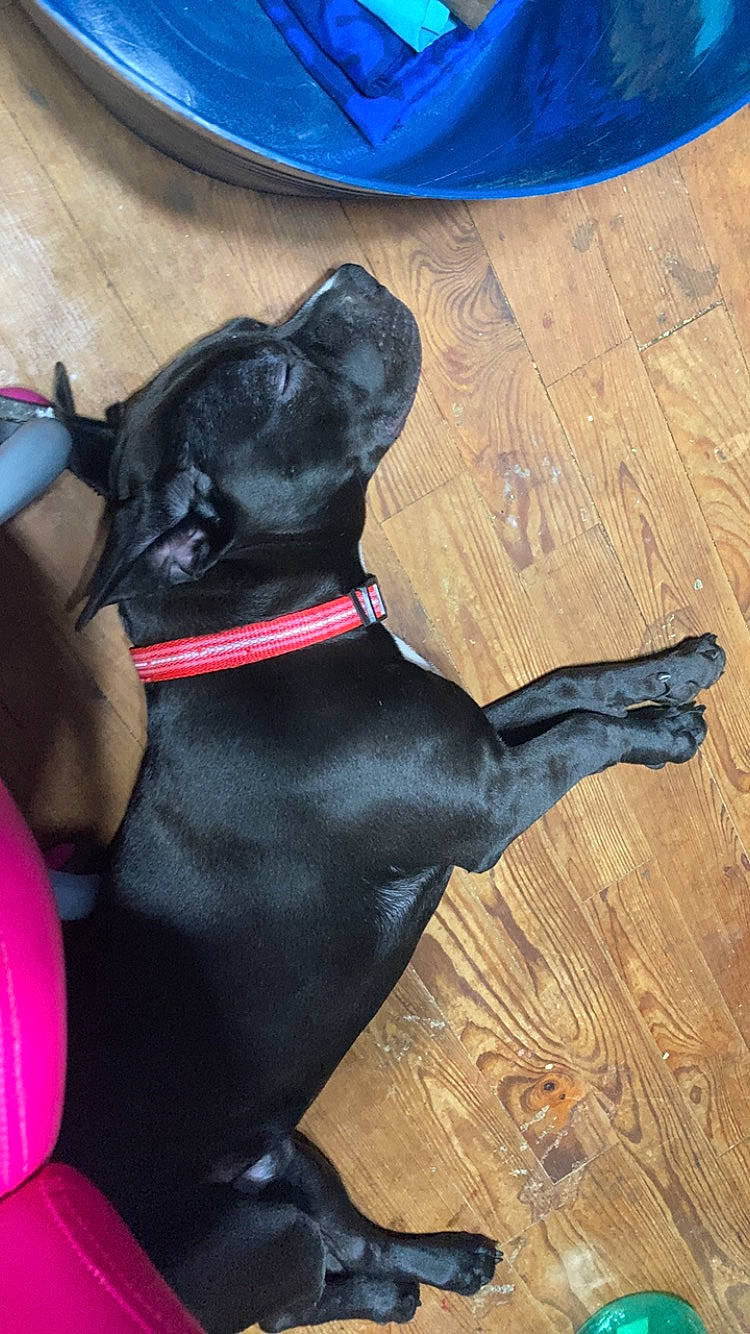 Zeus joined the competition — help win amazing prizes! blue, borador, canidae, carnivore, collar, companion_dog, dog, dog_breed, dog_collar, dog_supply, fashion_accessory, fawn, flooring, hardwood, liver, pet_supply, snout, tail, wood, working_animal