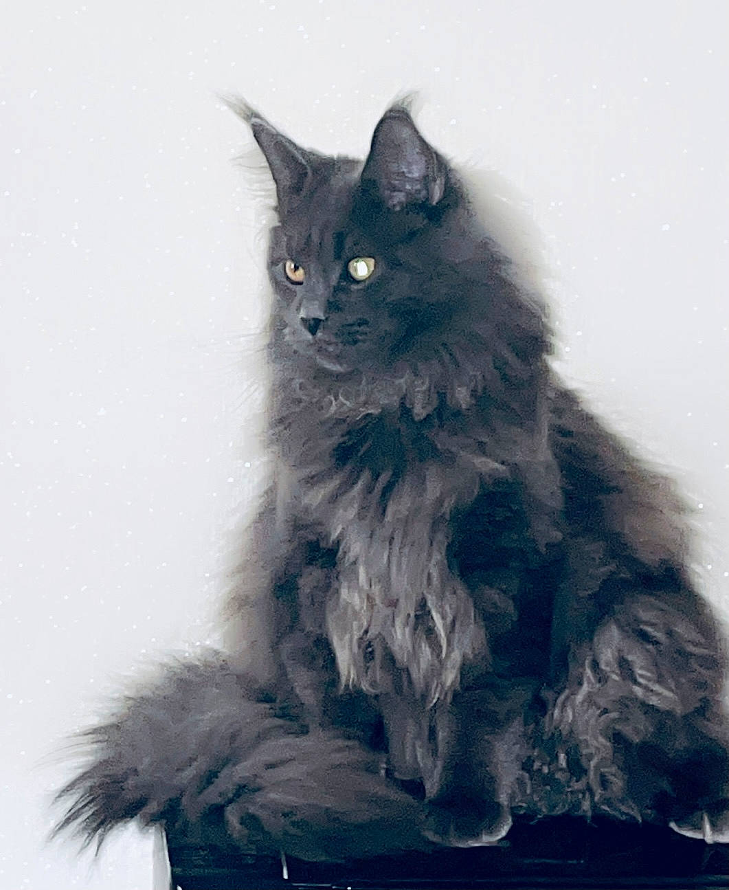 Railey a rejoint le concours — aidez-le/la à gagner de superbes lots ! black_cat, british_longhair, carnivore, cat, electric_blue, felidae, fur, grey, monochrome_photography, small_to_medium_sized_cats, tail, whiskers, window