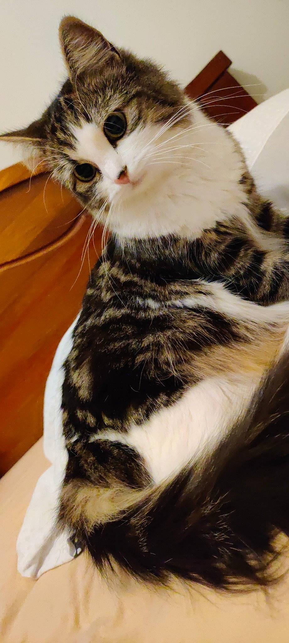 Tina participe au concours pour gagner de l'argent avec cette photo : aegean_cat, american_shorthair, american_wirehair, asian, carnivore, cat, domestic_short_haired_cat, dragon_li, european_shorthair, felidae, fur, kitten, mammal, norwegian_forest_cat, small_to_medium_sized_cats, tabby_cat, tail, whiskers